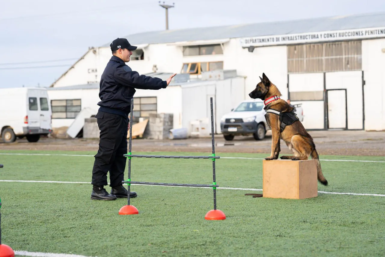 Perros adiestrados