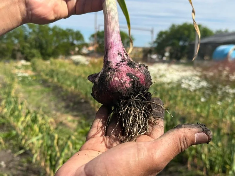 Ajo violeta- Municipio de RG
