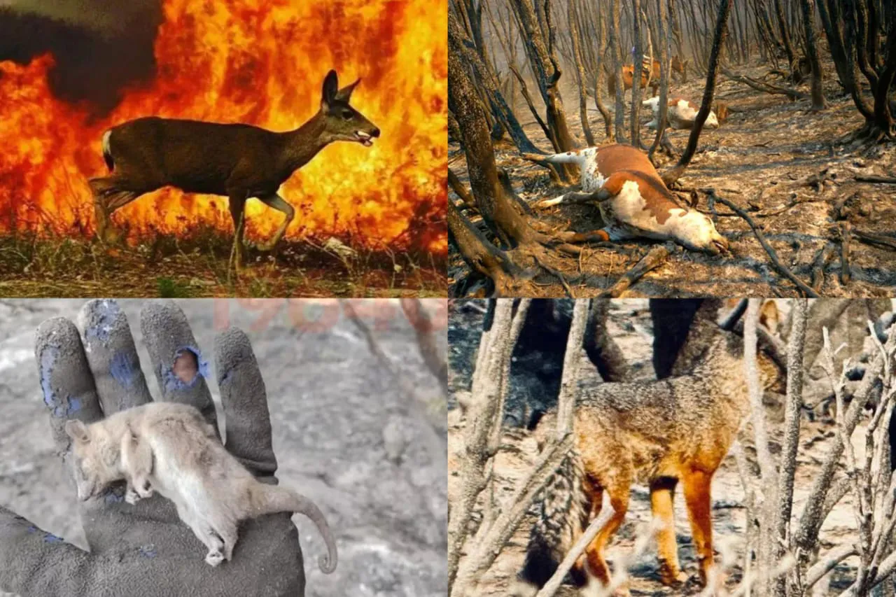 Fauna- Incendios forestales Chubut