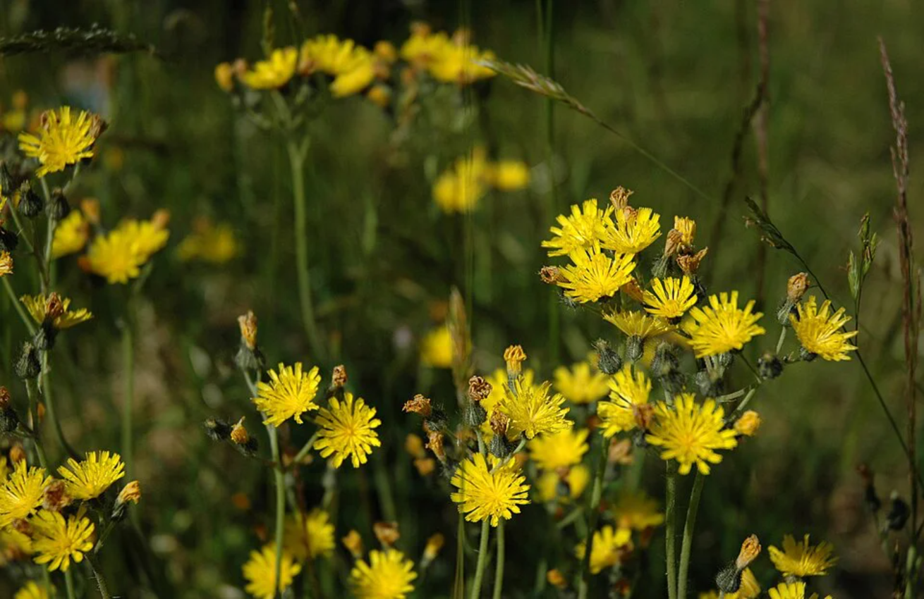 hieracium pilosella