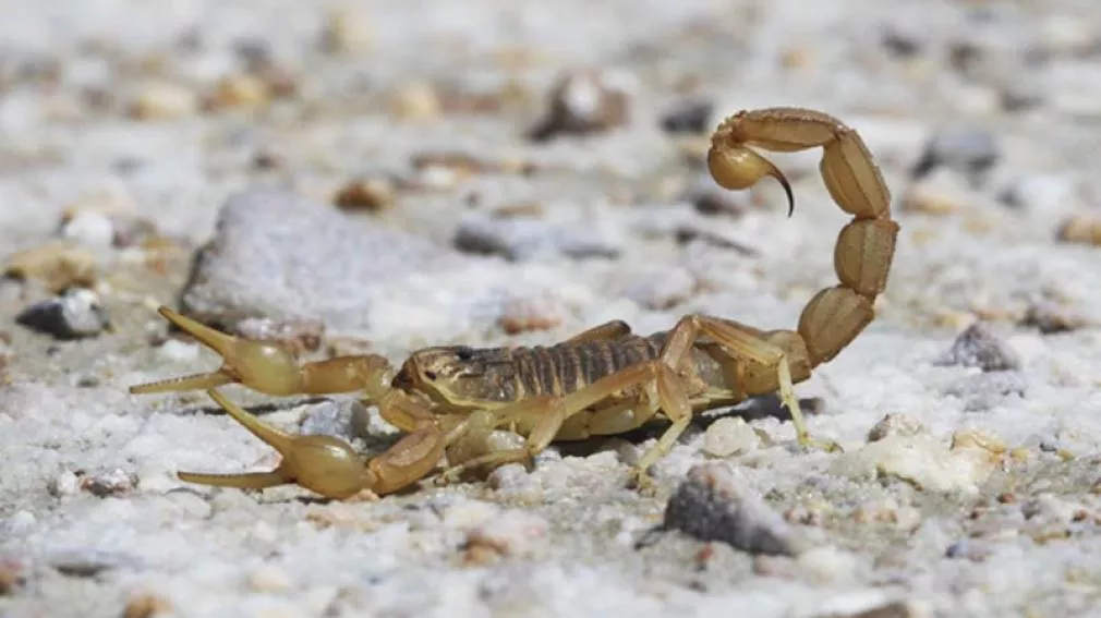 1010x567_274156_20171126153328