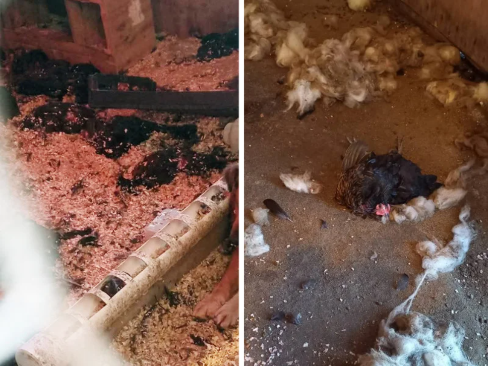 Ataque de perro suelto Chacra Río Gramde