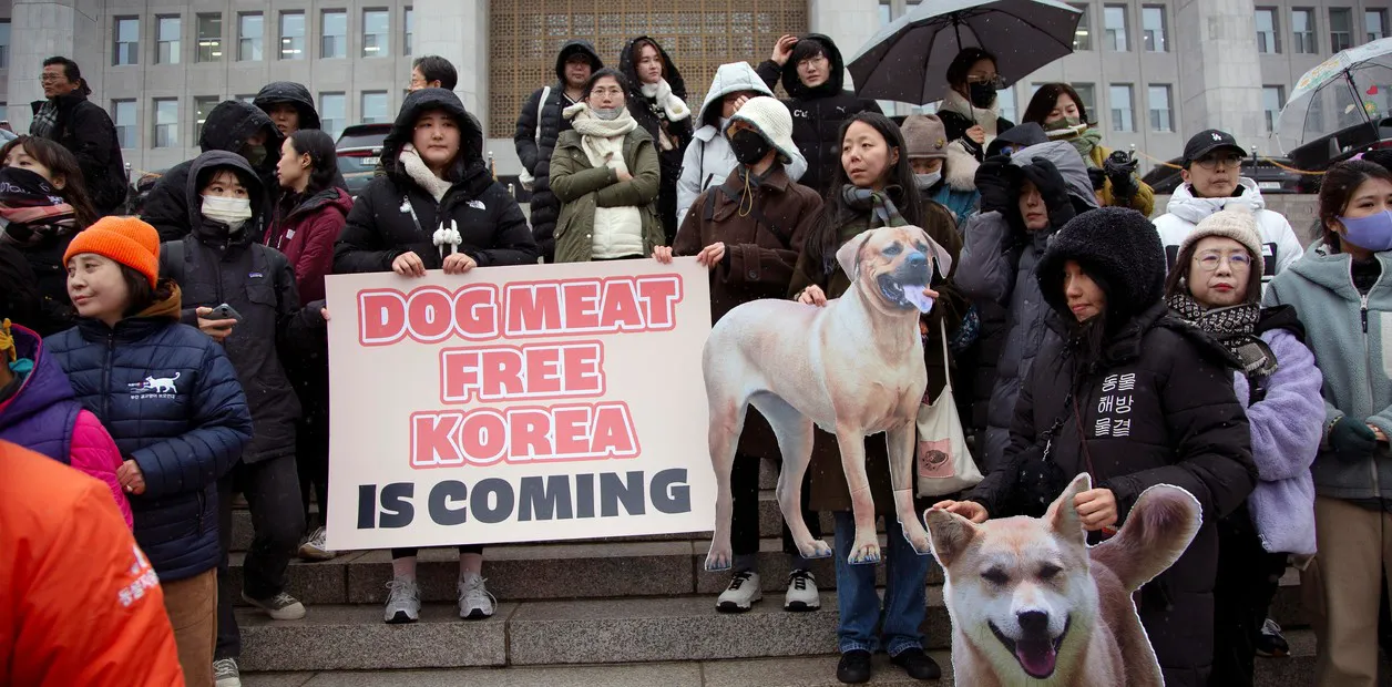 Perros Corea