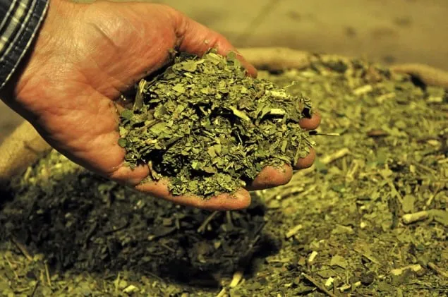yerba-1