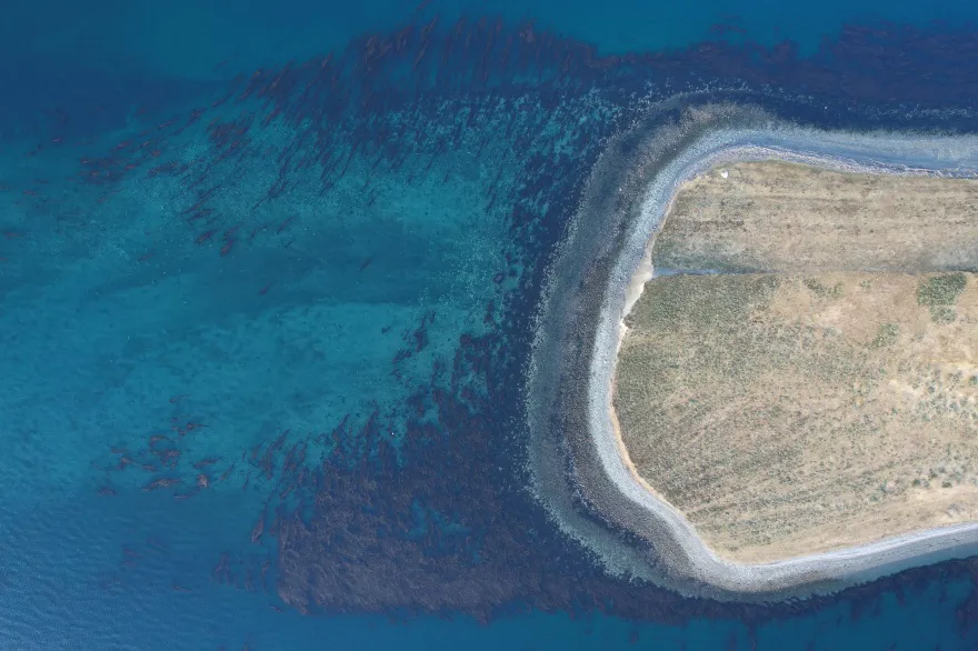 macroalgas_de_tierra_del_fuego