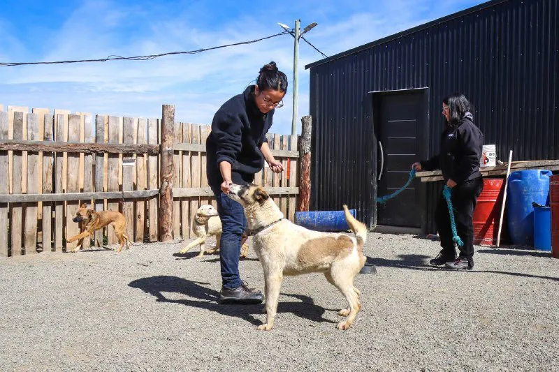 Residencia canina- Municipio de tol