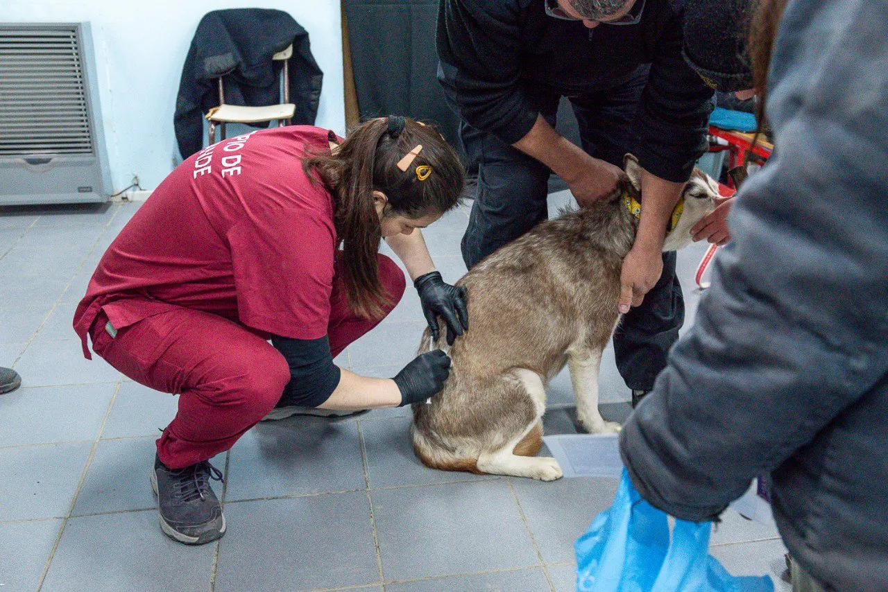 Jornada de vacunación y chipeo