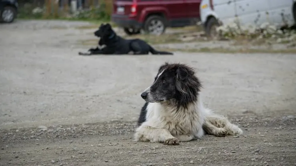 Perros sueltos
