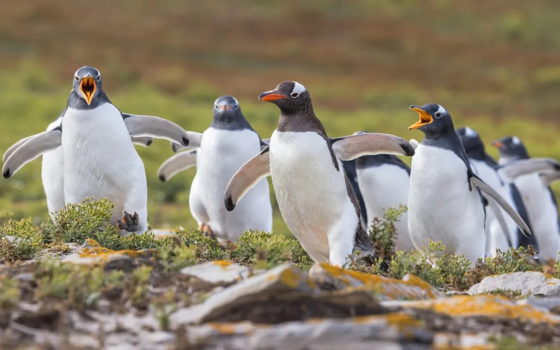 pingüinos Gentoo