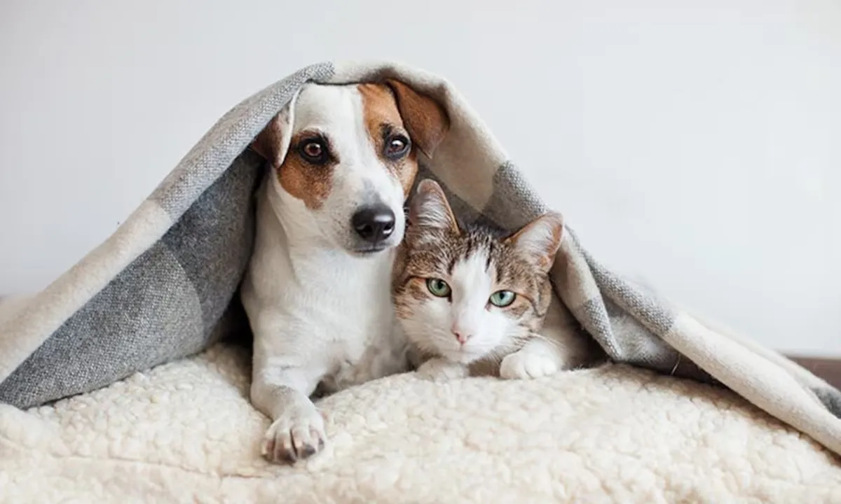 Gato y perro
