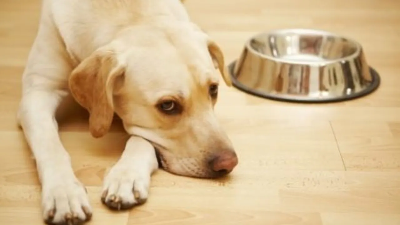 perro sin comida