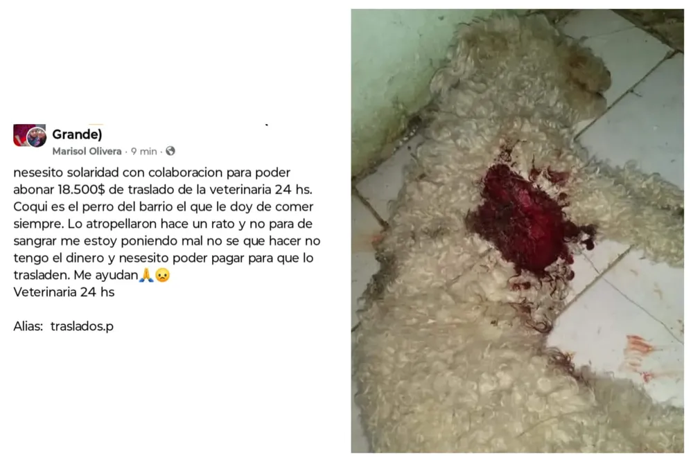 Estafas animales lastimados