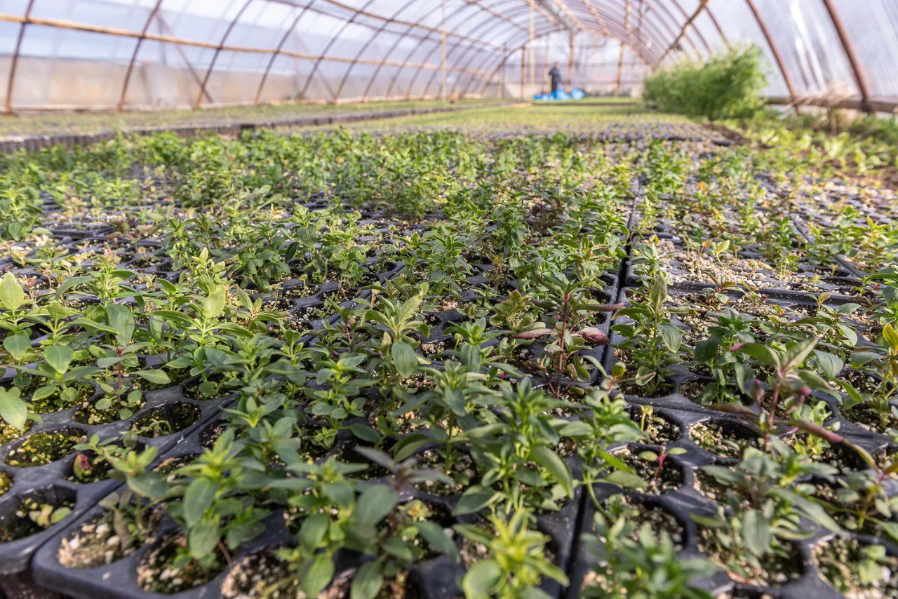 Plantines
