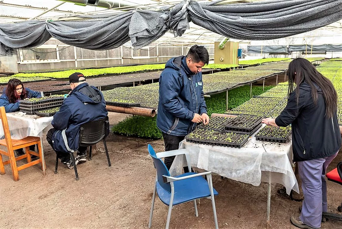 Comienza la entrega de plantines en Río Grande