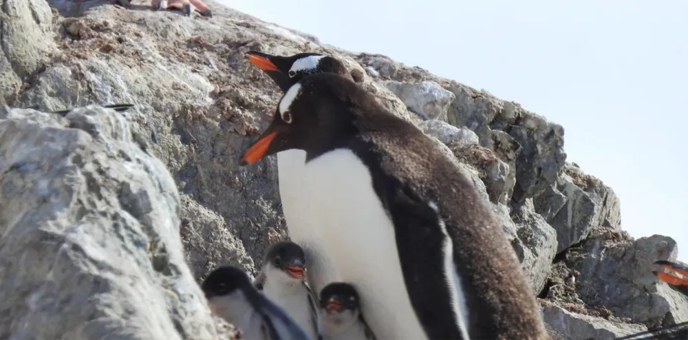 pinguino Pygoscelis kerguelensis