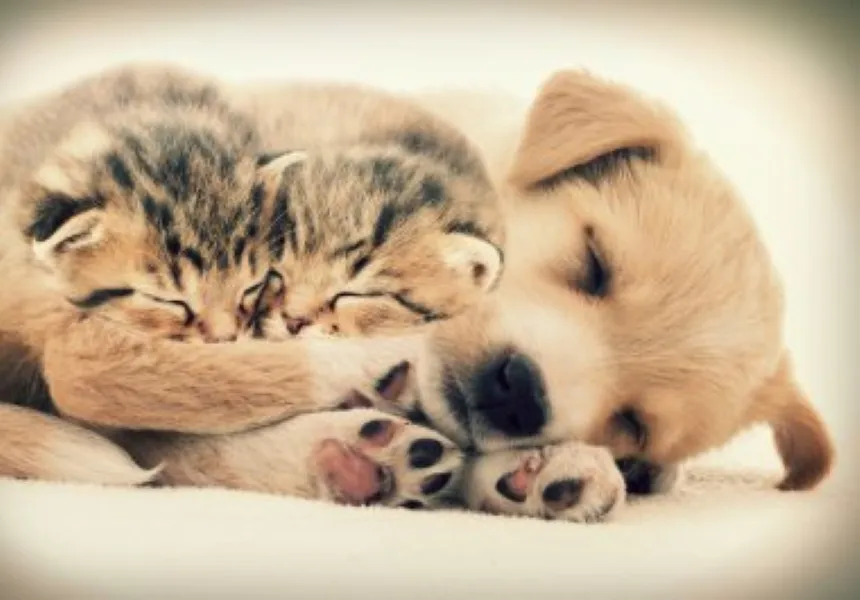 Gato y perro bebé
