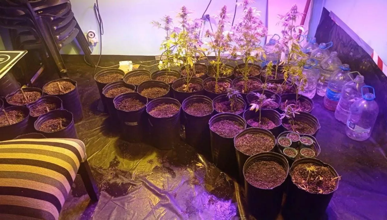 Plantas marihuana incautadas