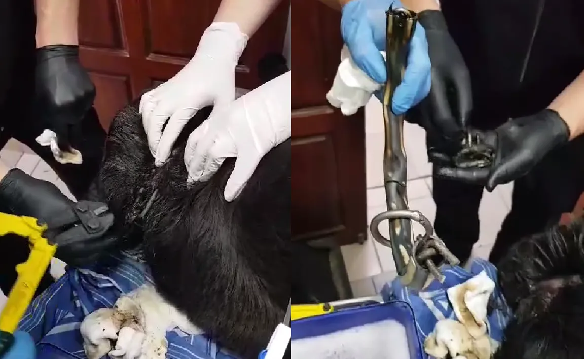 Maltrato animal-Termas del Río Valdez