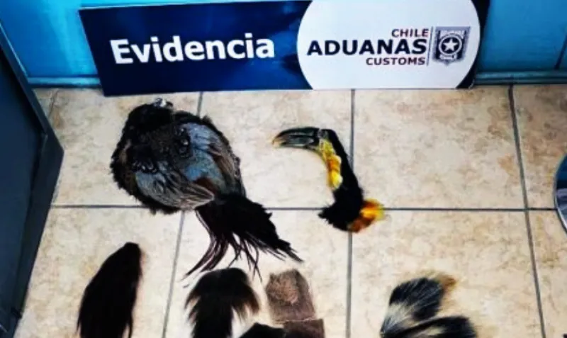 Animales disecados maleta chile