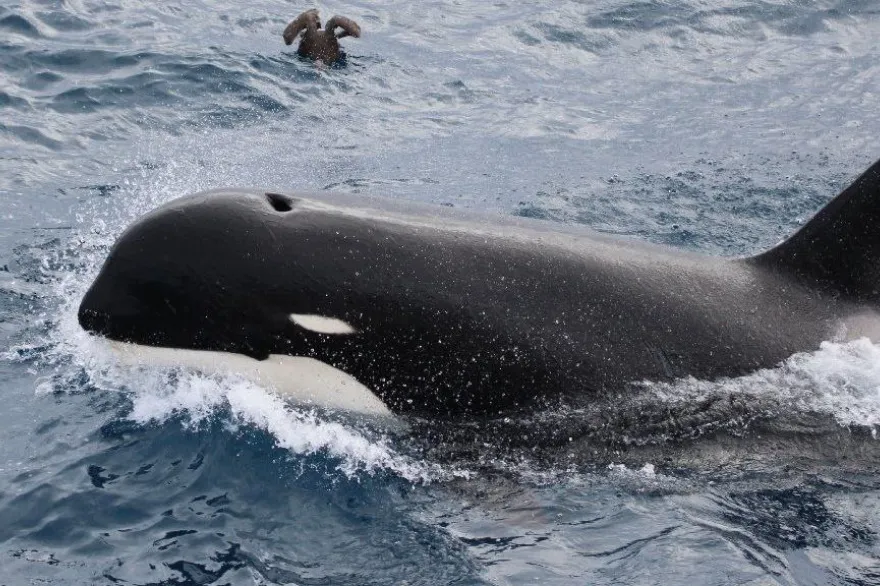 Orcas