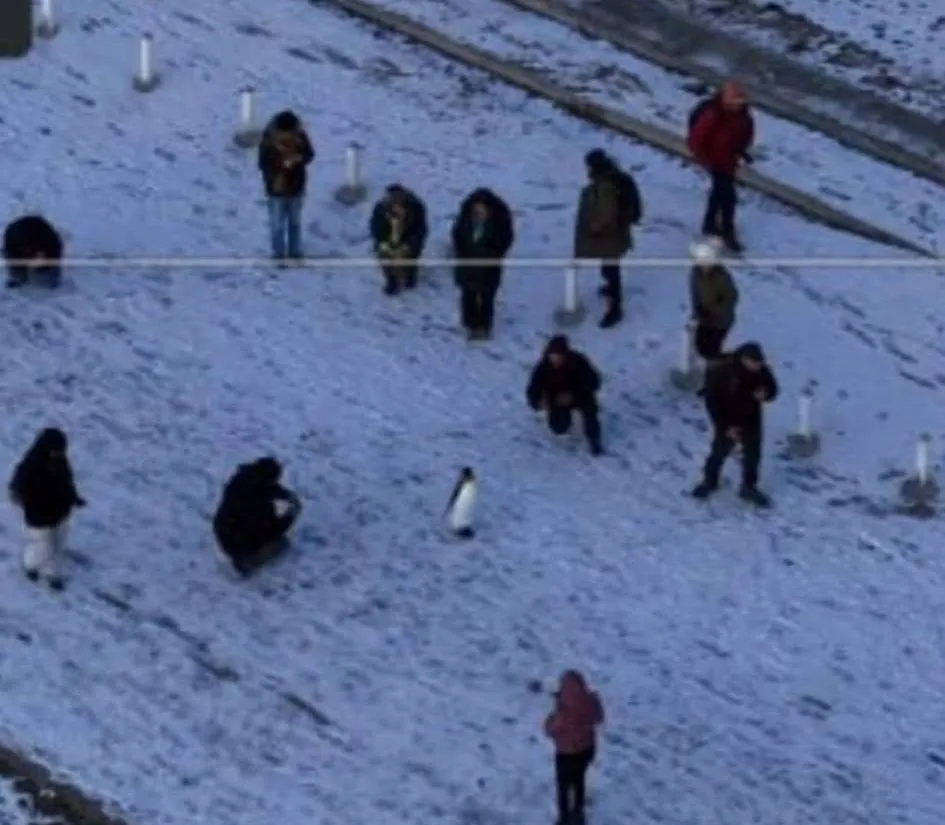 Pingüino  Ushuaia