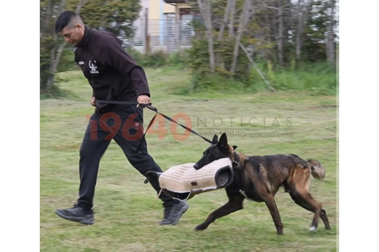 Ayton- perro policía