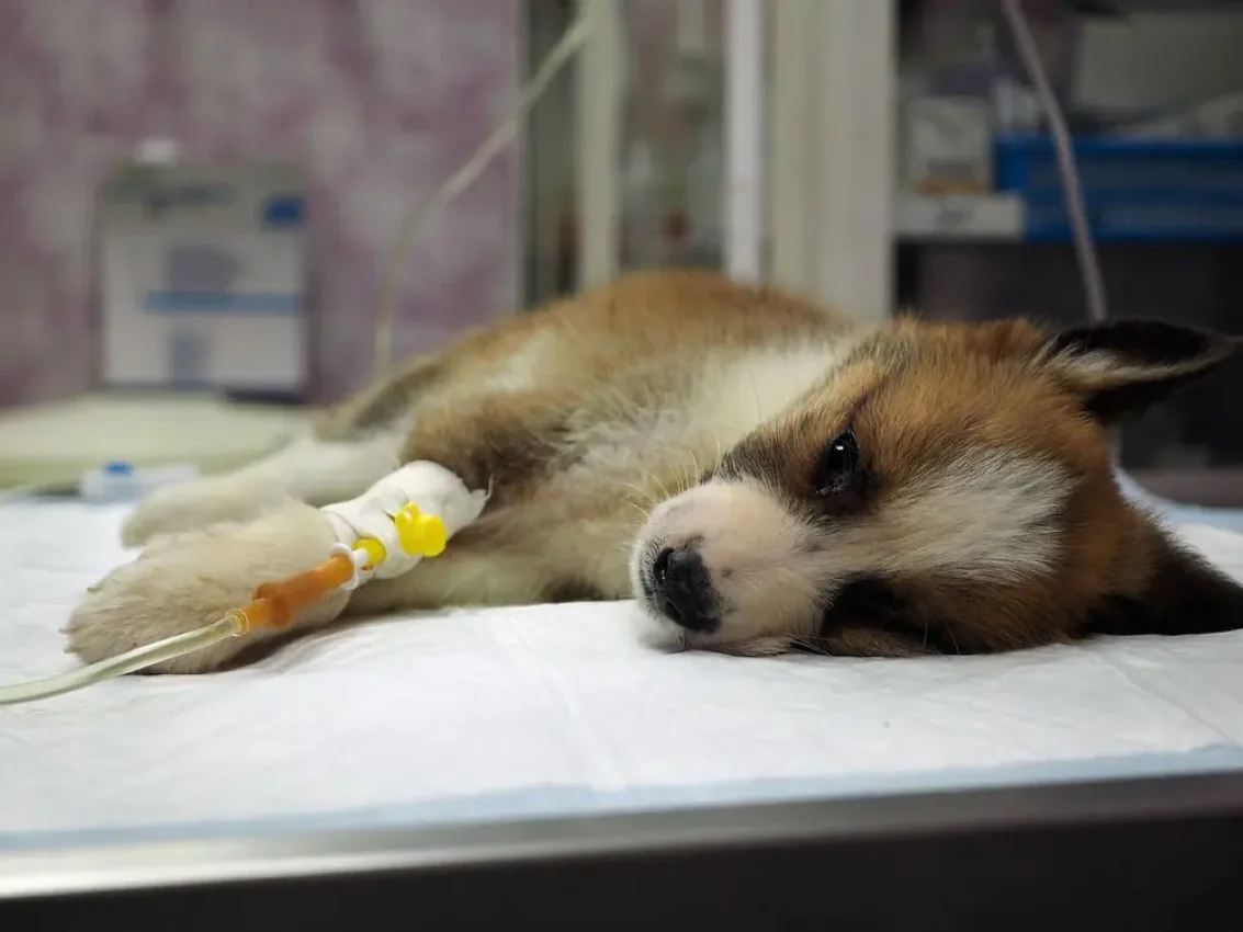 Parvovirus canino