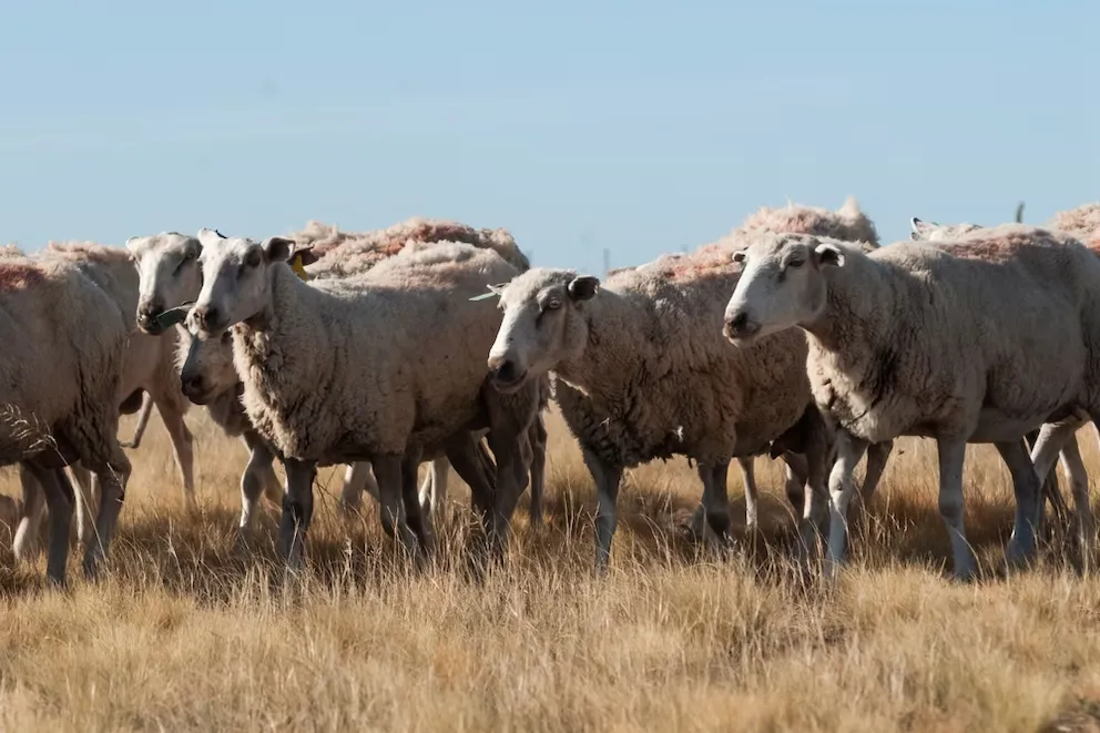 Ovinos lindos de Chubut
