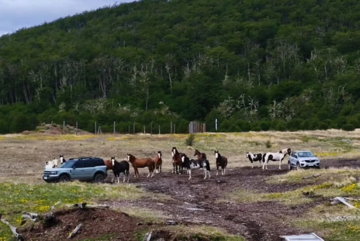 Denuncian daños a vehículos por caballos sueltos