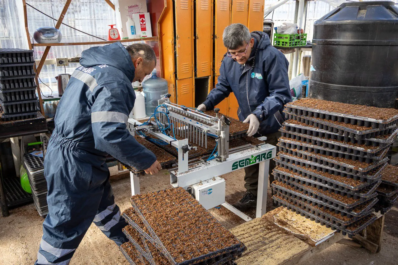 entrega de plantines